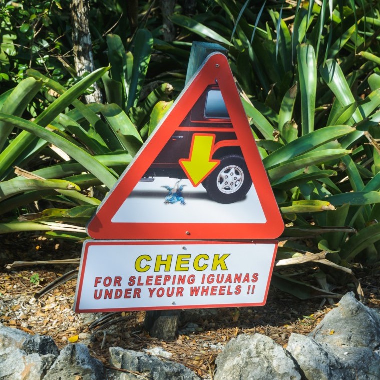 Warning sign to watch out for roaming iguanas when driving and parking around the Cayman Islands