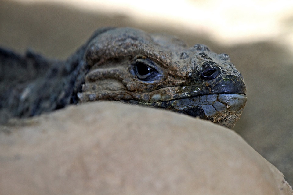 Iguana