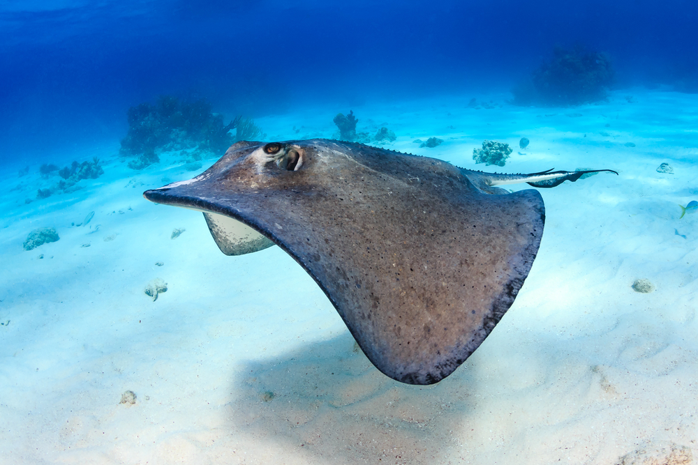 Gliding stingray